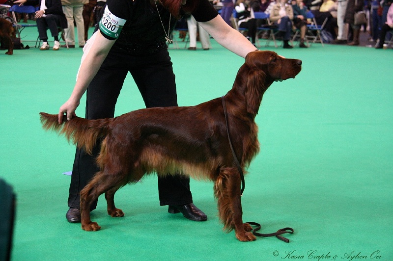 Crufts2011 160.jpg